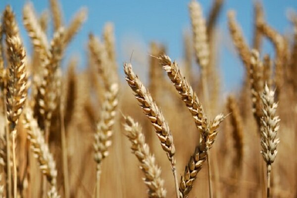 قیمت واقعی خرید گندم اعلام شد